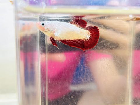 Red Dragon (Female)