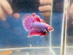 Rare! Purple Splenden (Male)