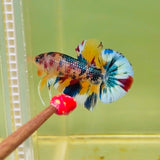 Metallic Yellow Multicolour (Male)