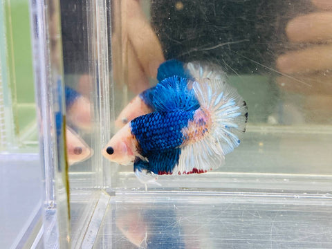 Blue Koi (Male)