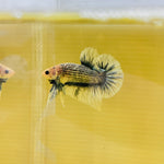 Blue Grizzle (Male)