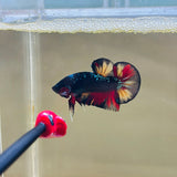 Black Candy Avatar Junior (Male) - Perfectly Imperfect