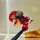 Skull-Face Ironman | Copper Koi (Male)