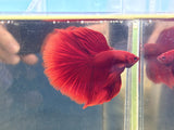 Super Red Halfmoon (Male)
