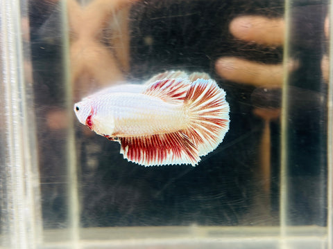 Lavender Halfmoon (Female)