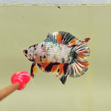 Platinum Copper Candy DTPK (Male)