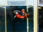 Galaxy Glass Candy Junior (Male)