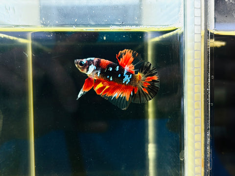 Galaxy Glass Candy Junior (Male)