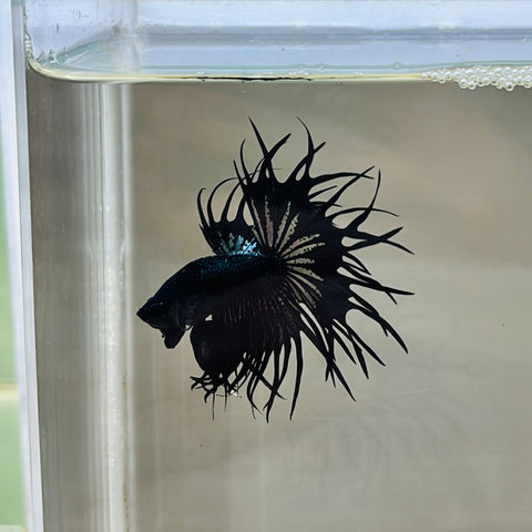 Black Copper King Crowntail Junior (Male)