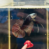 BIG-Tail Copper Samurai Alien Hybrid (Male)