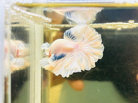 Pastel Rosetail / Feathertail (Male)