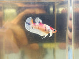 Snowflake Candy Dumbo (Female)
