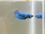 Royal Blue (Female)