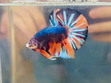 BIG-Tail Metallic Candy Giant Junior (Male)