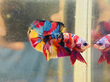 Galaxy Multicolour (Male)