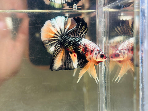 Orange Copper Candy (Male)