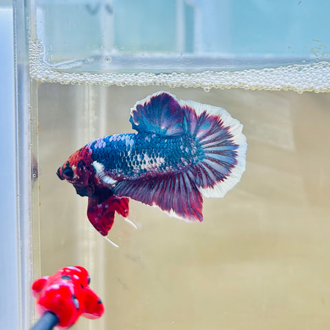 Purple Fancy (Male)