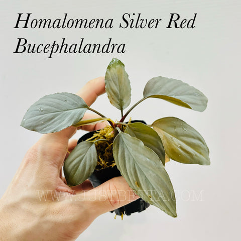 Bucephalandra Homalomena Silver Red (Emerse)