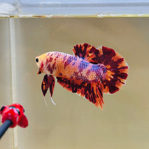 Purple Fire Candy Giant Junior (Male)