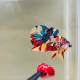 Galaxy Multicolour (Male)