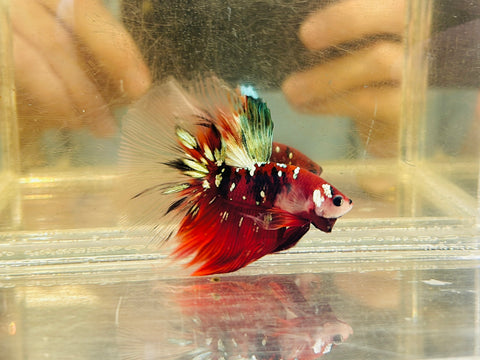 Galaxy Copper Koi Halfmoon (Male)