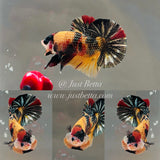 Rare! Double-Tancho PearlScale Copper Candy (Male)