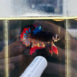 Rare! Black Jewel (Male)