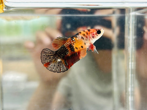 Copper Candy (Female)