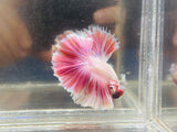 Rare! Pink Halfmoon (Male)