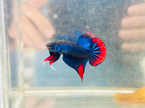 Blue Imbellis (Male)