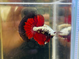 Vampire Samurai Halfmoon (Male)