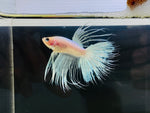 Pastel Crowntail (Male)