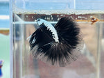 Black Samurai Halfmoon (Male)