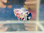 Pink-Blue Marble Junior (Male)