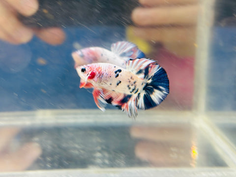 Pink-Blue Marble Junior (Male)