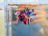 Pearlscale Candy Koi Multicolour Junior (Male)