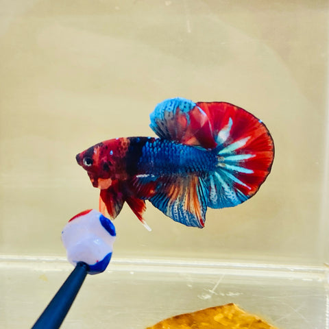 BIG-Tail Fancy Koi (Male)