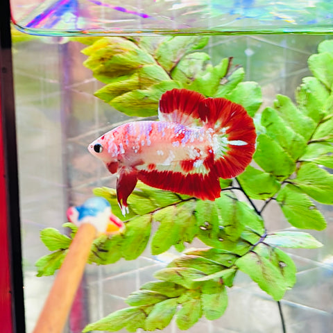 Rare! Red Butterfly Galaxy Junior (Male)