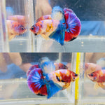 BIG-Tail! Block Colour Candy (Male)