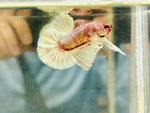 BIG-Tail Platinum Rose Copper (Male)