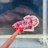 Barongsai | Galaxy Butterfly (Male)