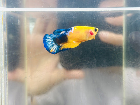 Yellow Blue Fancy (Female)