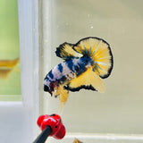 Yellow Blue Fancy (Male)