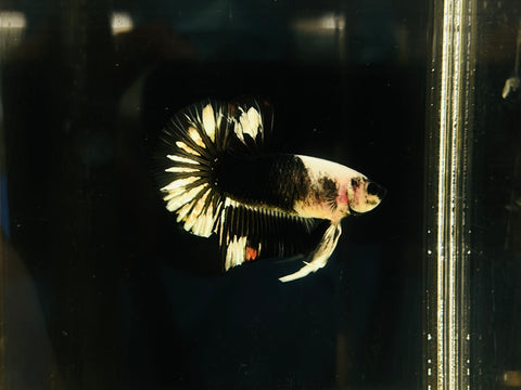 Panda Copper Koi  (Male)