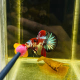 Tancho Metallic Galaxy Koi (Male)