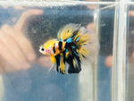 Bumblebee Longfin Junior (Male)