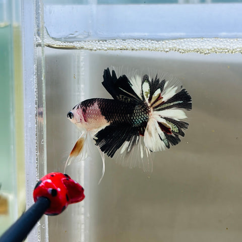 BIG-Tail Black Copper Koi (Male)