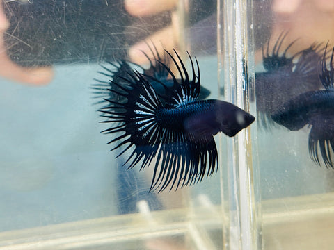 Black Orchid Crowntail Junior (Male)
