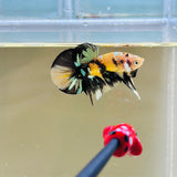 Bumblebee Copper Koi (Male)