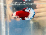 Monkey-Face Red Koi (Male)